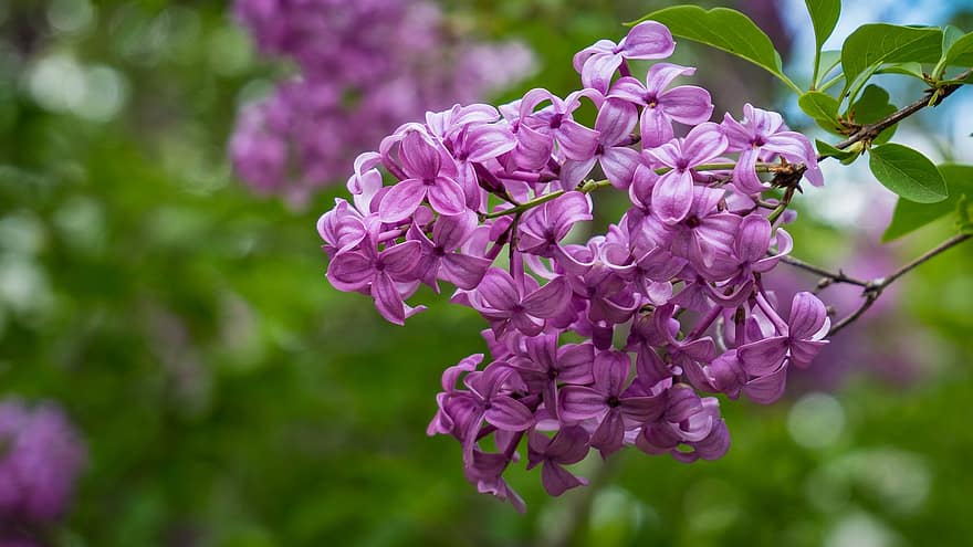 ungu, bunga-bunga, cabang, ungu umum, bunga ungu, kelopak, berkembang, Daun-daun, menanam, alam