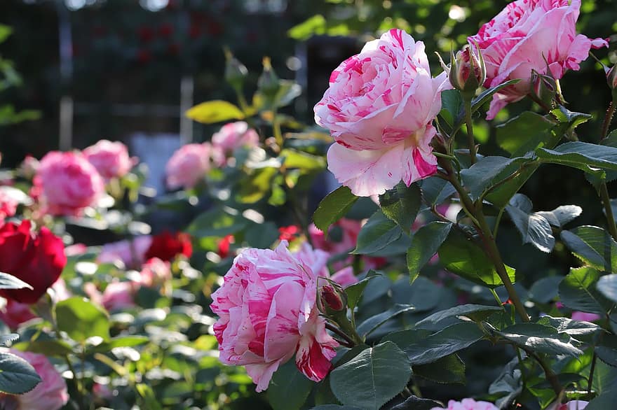 ローズ、フラワーズ、春、工場、ピンクのバラ、ピンクの花、咲く、春の花、庭園、自然、葉