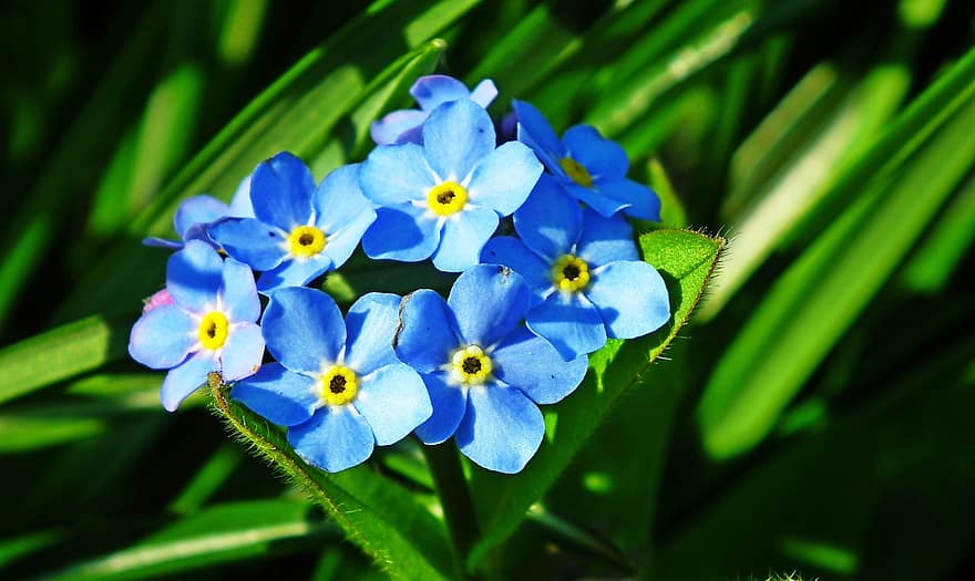 aizmirst, ziedi, zili ziedi, ziedlapiņām, zilās ziedlapiņas, zied, zieds, flora, raksturs, augiem, ziedoši augi
