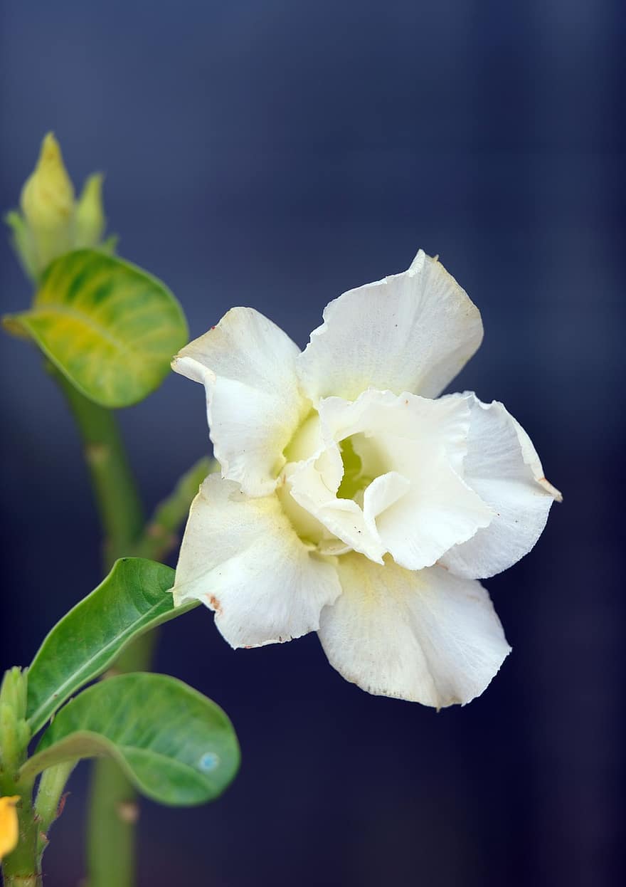 пустинна роза, цвете, растение, adenium, бяло цвете, листенца, разцвет, листа, природа