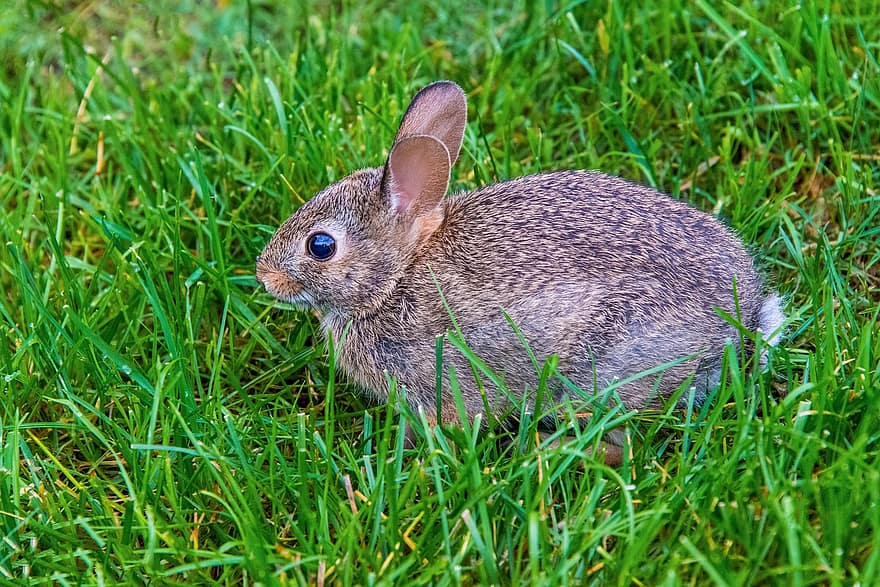 lapin, longues oreilles, oreilles de lapin, lapin sauvage, Prairie, herbe, sauvage, lapin de Pâques, fourrure, animal sauvage, mammifère