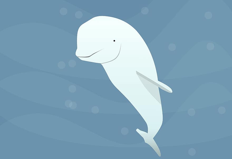 Beluga, Whale, Cartoon, Ocean, Animal, Tundra, Wildlife, North, Sea, Cold, Water