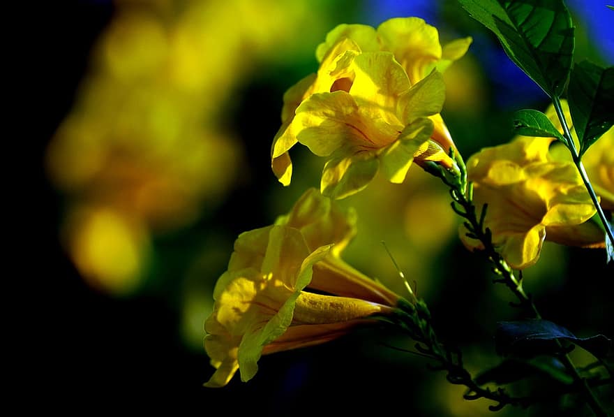 keltaiset kukat, Keltainen vanhin, Keltaiset kellot, keltainen trumpetbush, kasvisto, tecoma stans