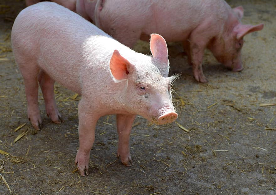 돼지, 새끼 돼지, 농장, 가축, 농업, 국내 돼지, 농촌 풍경, 핑크색, 돼지 고기, 주둥이