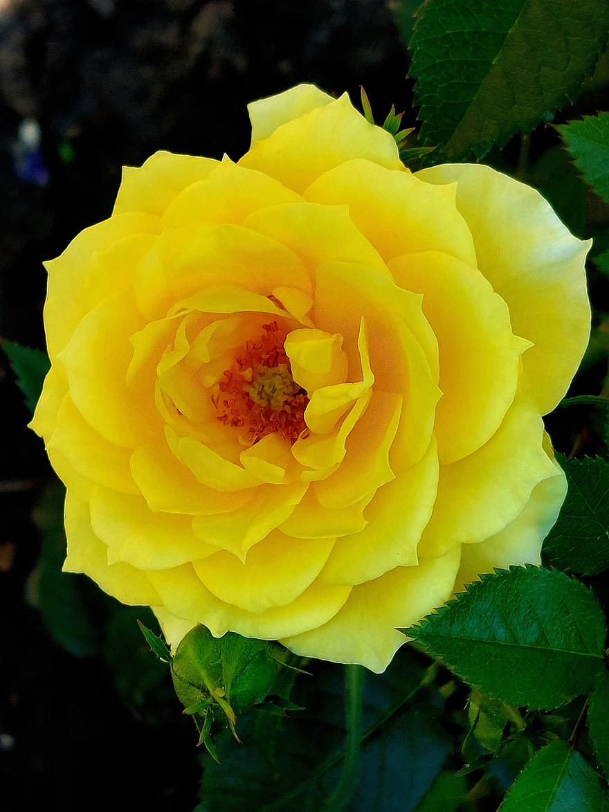 λουλούδι, τριαντάφυλλο, κίτρινο αυξήθηκε, αυξήθηκε ανθίζει, πέταλα, πέταλα τριαντάφυλλου, ανθίζω, άνθος, χλωρίδα, φύση, φύλλο