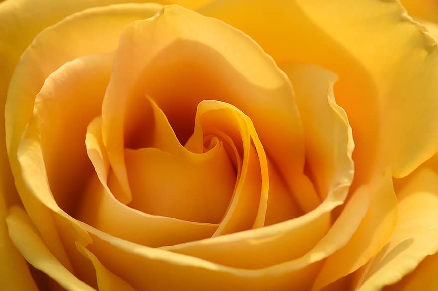 Rose, fleur, pétales, Une rose jaune, fleur jaune, Floraison, plante, la nature, fermer