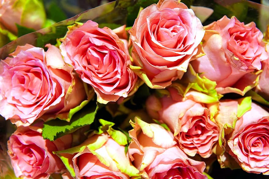 rosas, Rosas cor de rosa, flores cor de rosa, ramalhete, pétala, flor, fechar-se, frescura, folha, plantar, cabeça de flor