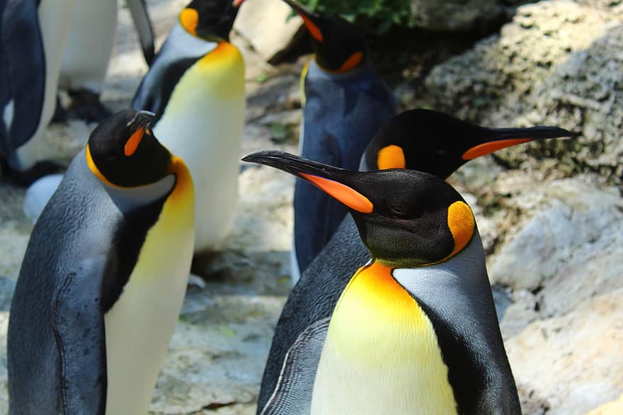 pingüins, ocells, animals, plomatge, ornitologia, salvatge, fauna, becs, món animal, pingüí, animals a la natura