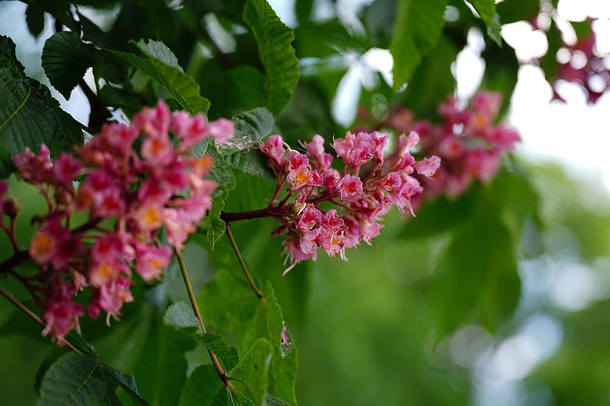 Red Horse-chestnut, Flowers, Plant, Tree, Petals, Bloom, Flora, Nature, Spring, leaf, close-up