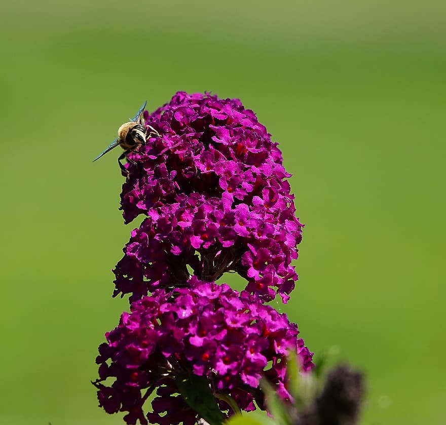 πεταλούδα θάμνος, μέλισσα, πετώ, λουλούδι, κήπος