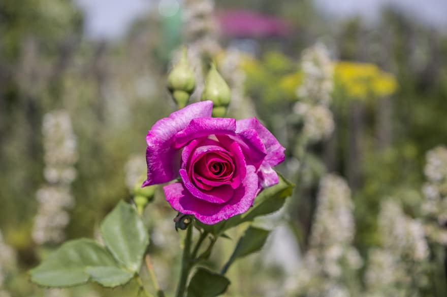 Rosa canadese, fiore, amore, rosa, natura, viola, giardino