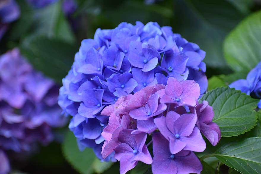 hydrangeas, gėlės, violetinės gėlės, žiedlapių, violetinės žiedlapės, žydi, žiedas, sodas, flora, augalų, lapai
