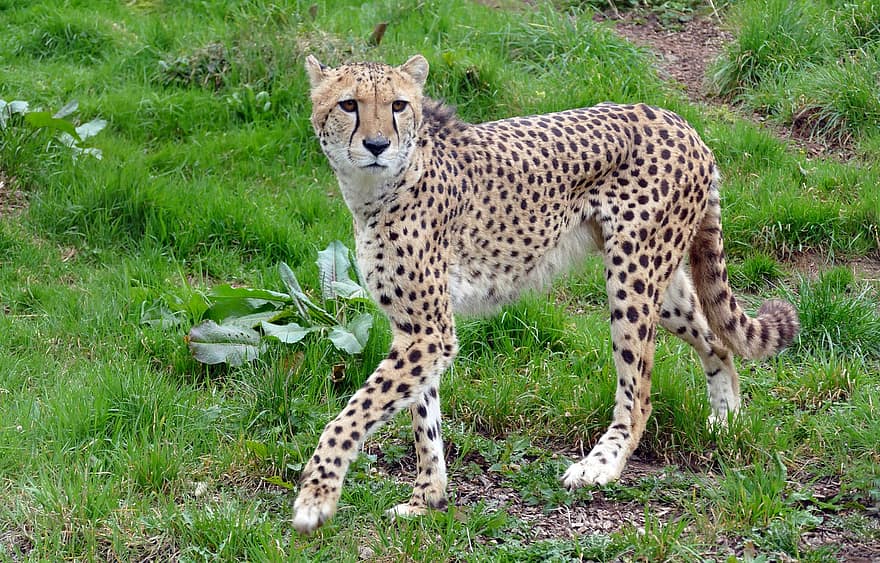gepard, feline, vild kat, dyreliv, dyr, rovdyr, dyr i naturen, undomesticated cat, fik øje på, Afrika, safari dyr