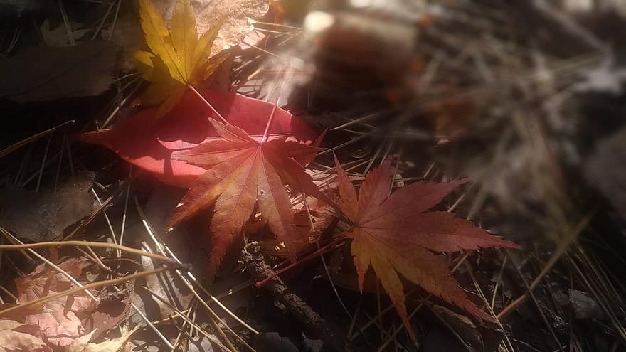 arce, hojas, otoño, hojas secas, hojas caídas, hojas de arce, leña menuda, follaje, suelo del bosque, naturaleza