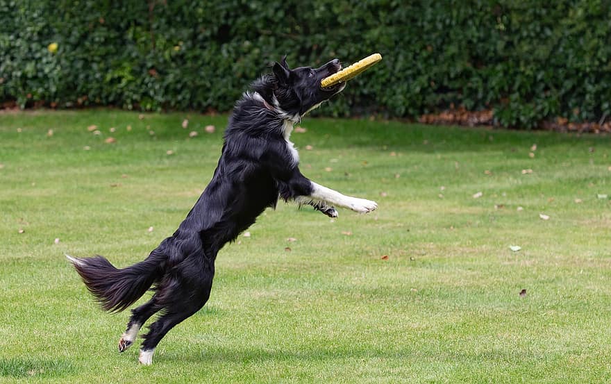 border collie, border collie w polu, pies łapie frisbee, pies biegnie, czarno-biały pies, Pies w ogrodzie, kollia, pies, na wolnym powietrzu, frizbee, psi