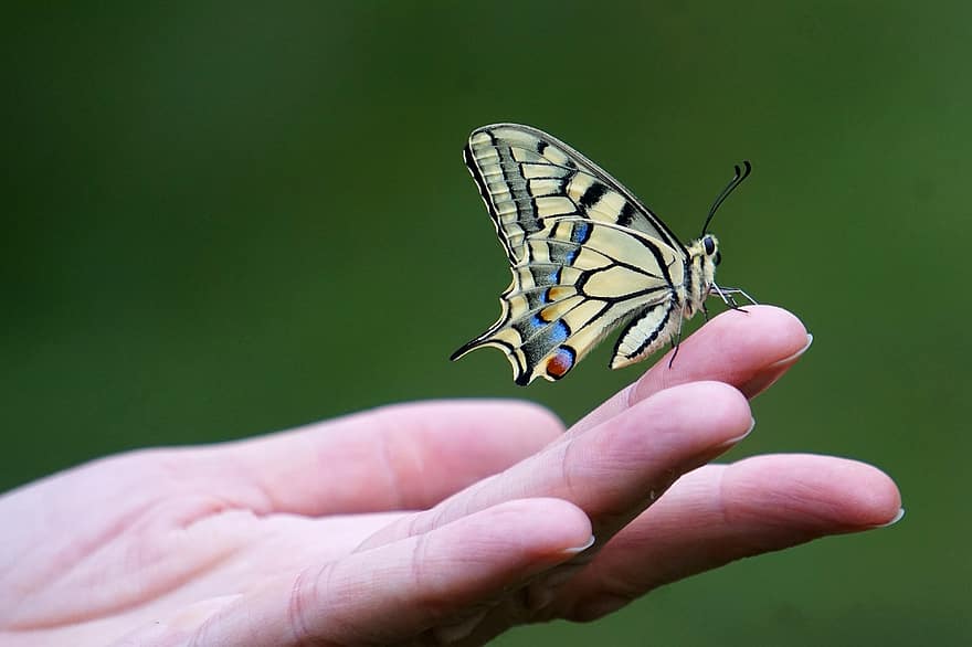 Butterfly, Dovetail, Nature, Insect, Hand, Animal, Tame