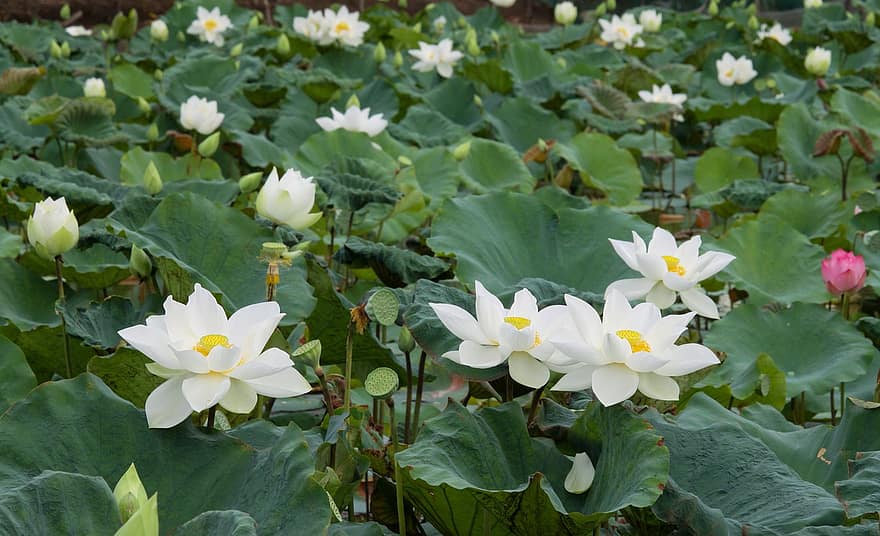 balta lotosa, Angļu lotoss, balts, zaļa, budisms, vasarā, zieds