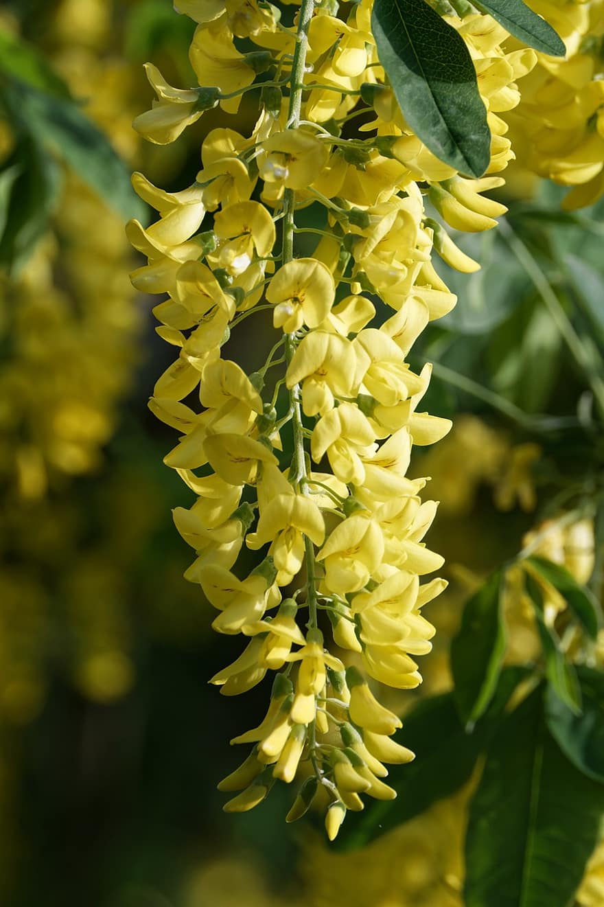 cytise, arbre de la chaîne d'or, pluie d'or, fleurs, fleurs jaunes, arbuste, la nature, feuille, plante, fermer, jaune