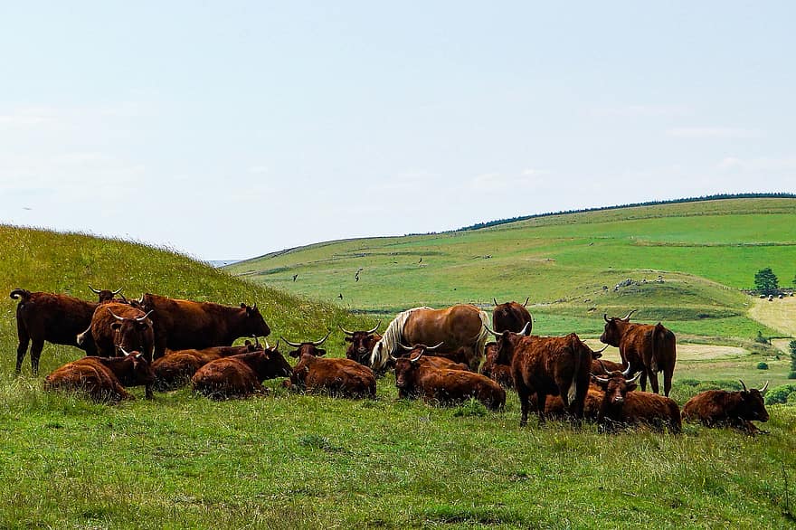 cavalo, vacas, rebanho, animais, colinas, natureza, grama, vale, campo