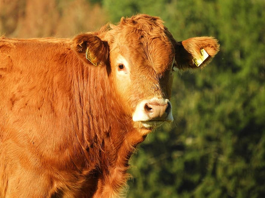 Kuh, Rindfleisch, Limousin Rinder