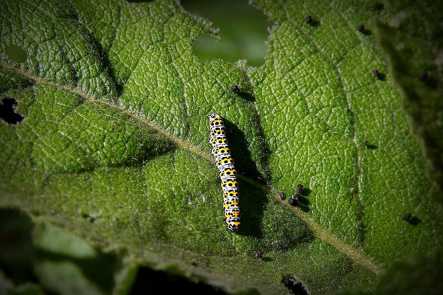 caterpillar, insect, nature, close-up, larva, leaf, green color, macro, plant, yellow, animals in the wild