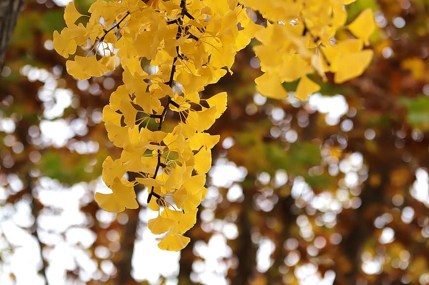 листья гинкго, осень, деревья, Осенние листья, листья, природа, падать, осенний сезон, лист, желтый, дерево