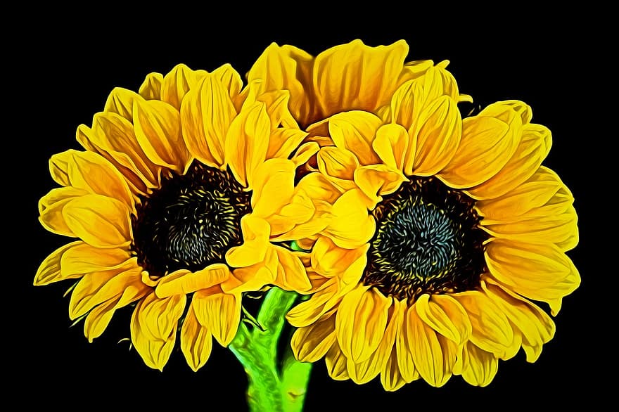 auringonkukka, kukka-, kukka, luonto, keltainen, kasvi, kesä, puutarha, terälehti, luonnollinen, kirkas