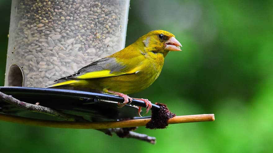 greenfinch, fink, ocell, songbird, verd groc, ocell de jardí, naturalesa, jardí, lloc d’alimentació, assegut