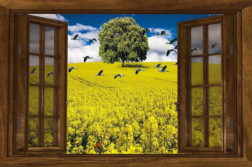 la nature, colza, paysage, champ, fleur de colza, champ de colza, jaune, la fenêtre, perspective, arbre, des oiseaux