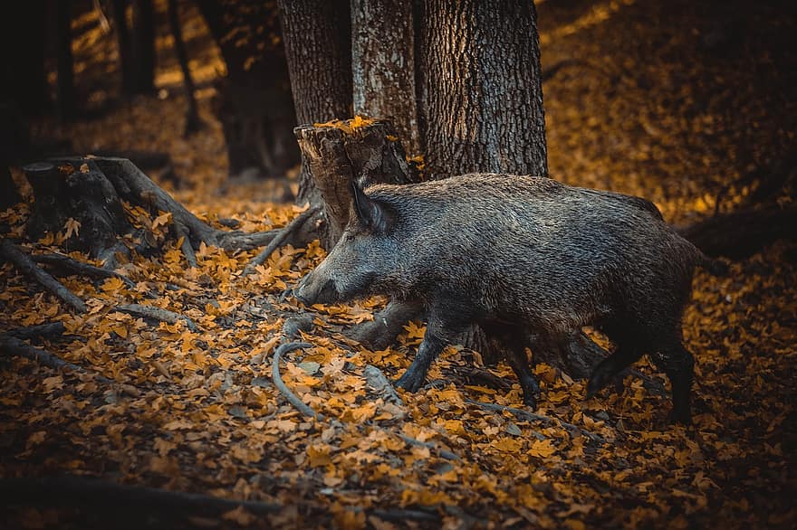 Wild Boar, Pig, Forest, Autumn, Animal, animals in the wild, piglet, farm, rural scene, tree, livestock
