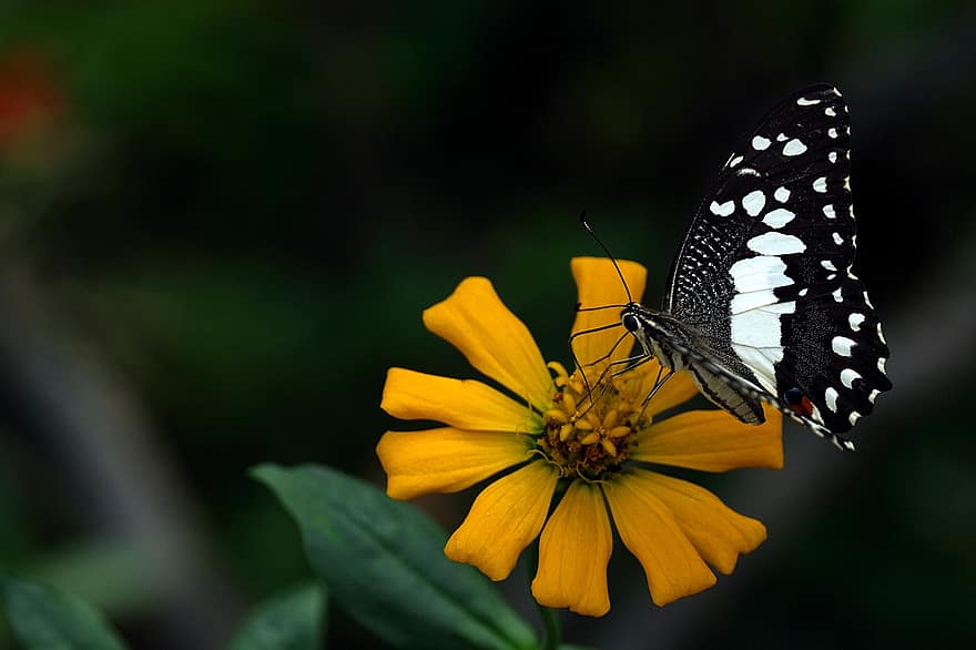 motyl limonki, motyl, kwiat, cynia, swallowtail motyl, owad, skrzydełka, Cynia Elegans, roślina, zbliżenie, lato