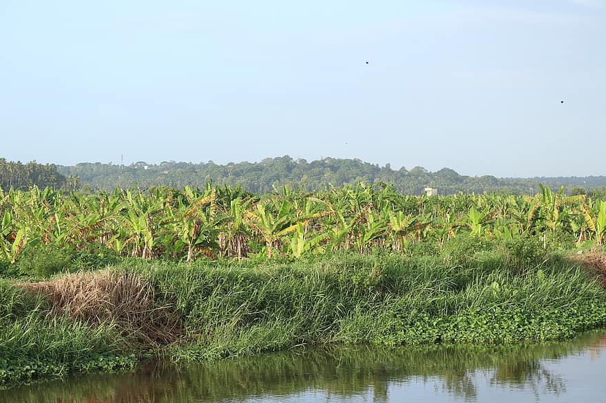 Kerala, Natura, woda, Zielony, krajobraz, środowisko, naturalny