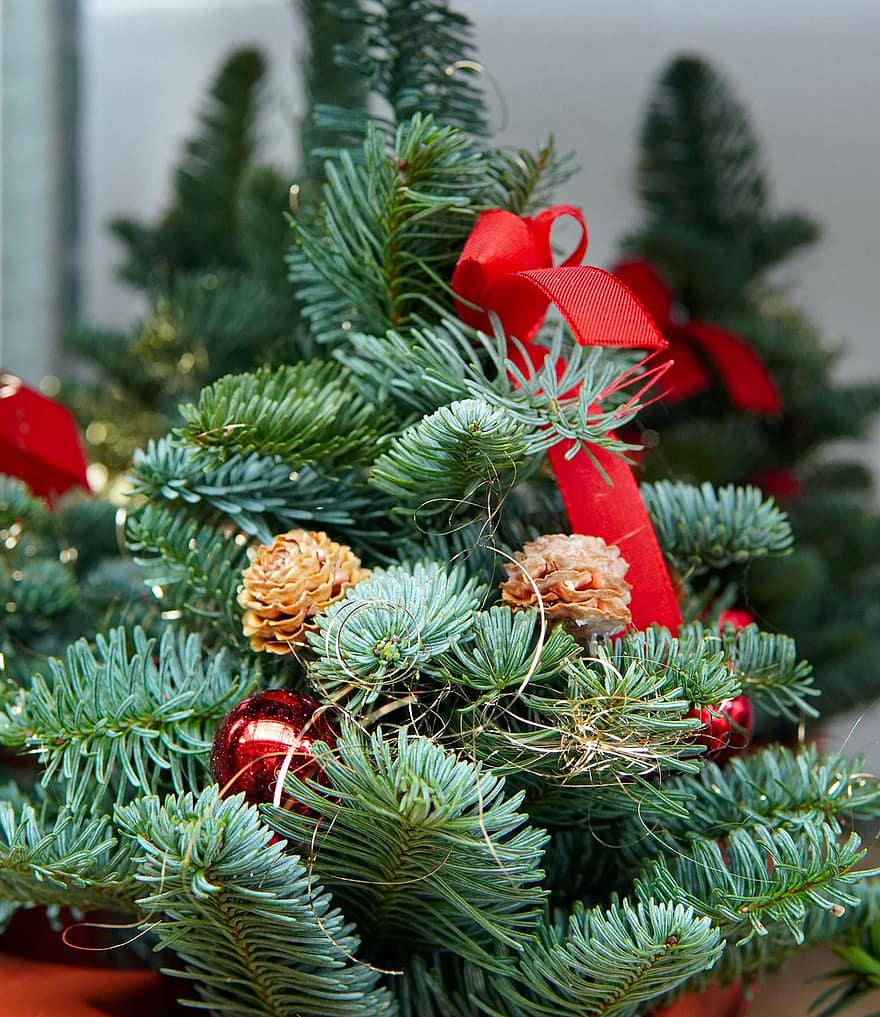cabang cemara, pohon cemara, pohon Natal, dekorasi, pohon, perayaan, merapatkan, hadiah, musim, cabang, latar belakang