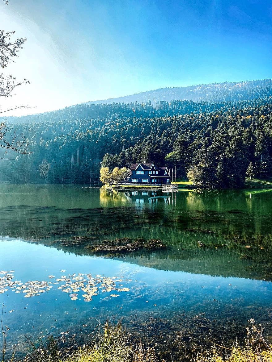 Forest, Lake, House, Lake House, Trees, Lodge, Conifers, Coniferous, Conifer Forest, Water, Wood