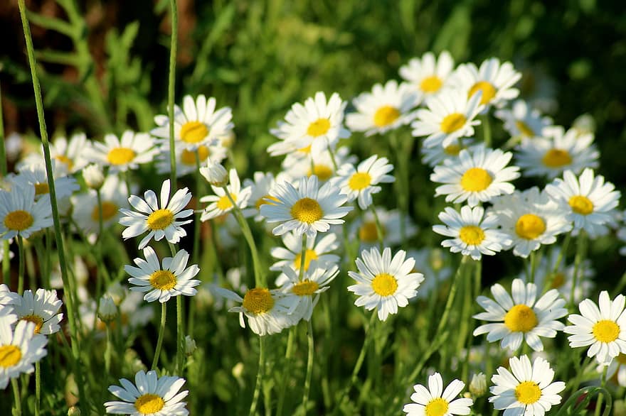 Daisies, Flowers, Plants, White Flowers, Bloom, Meadow, Summer, Nature, grass, green color, springtime