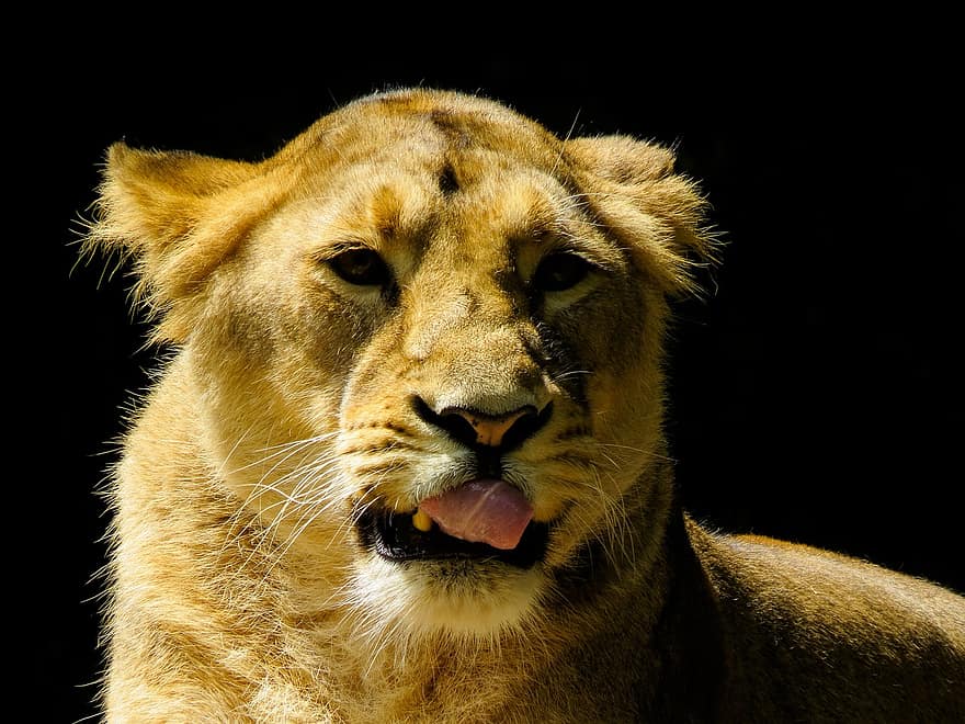 Löwe, Tier, Säugetier, Raubtier, Tierwelt, Safari, Zoo, Natur, Tierfotografie, Wildnis