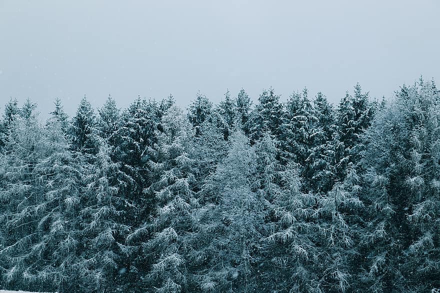 Forest, Snow, Conifers, Coniferous, Conifer Forest, Fir Forest, Evergreen, Evergreen Trees, Wintry, Snowy, Hoarfrost