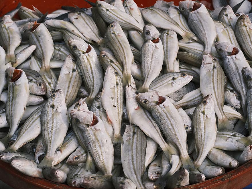 zivis, tirgū, jūras veltes, ēdiens, neapstrādātas, svaiga, dzīvnieki, mitrs tirgus, proteīnu