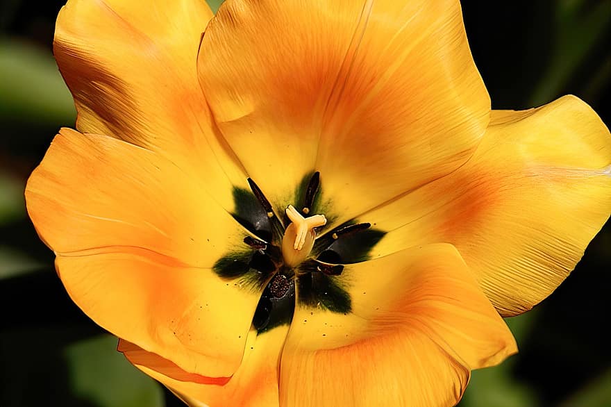 gul, blomst, nærbilde, gul blomst, gule kronblader, vår, blomstre, flora, natur, enkeltblomst, tulipan