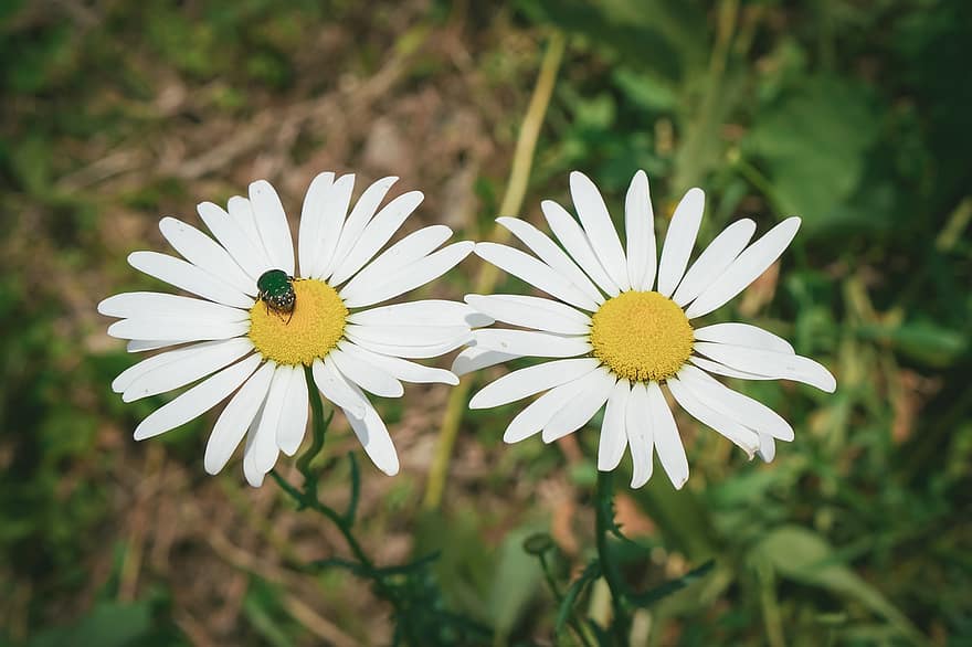 flor de camamilla, camamilla, te de camamilla, flor, primavera, pixabay, flor natural, foto macro