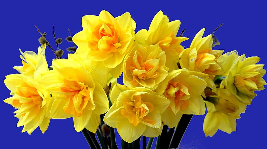 blomster, påskeliljer, forår, sæson-, flor, blomstre, kronblade, vækst, påske klokker, gul, flora