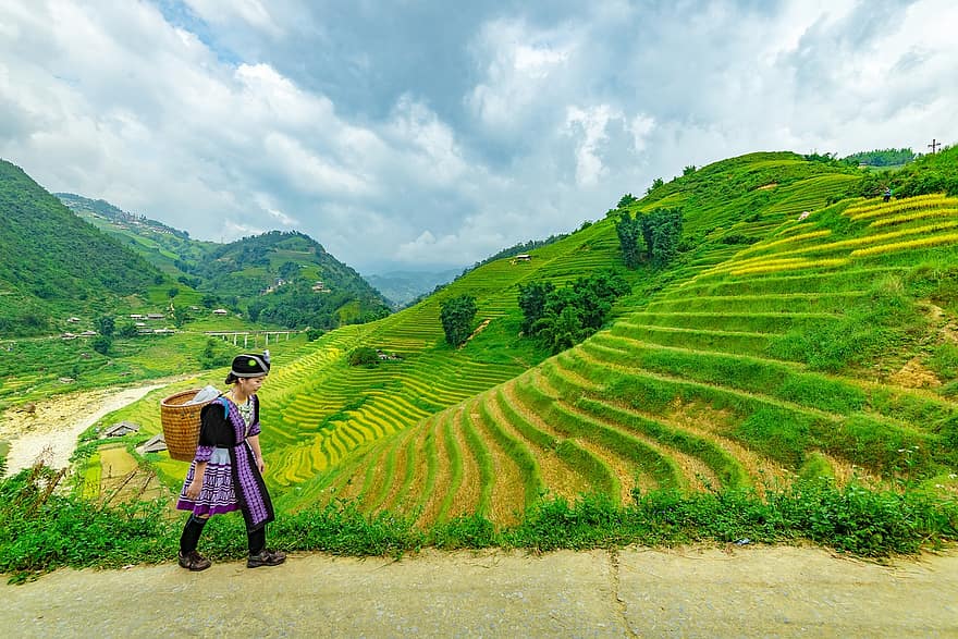 kraštovaizdį, terasos, ryžiai, moteris, Hmongo krepšelis, lauke, pasėlių, ūkis, plantacija, žolė, lapija