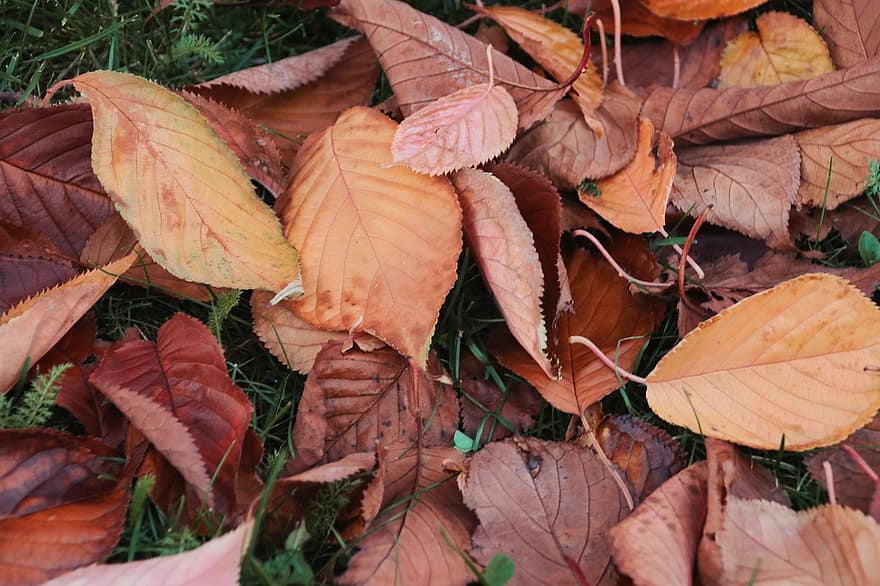 листа, есен, природа, сезон, шума, падане, листо, жълт, гора, октомври, многоцветни