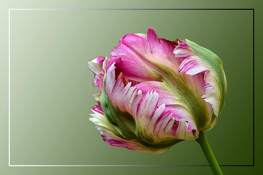 tulipán, loro tulipán, flor, floración, vistoso, primavera