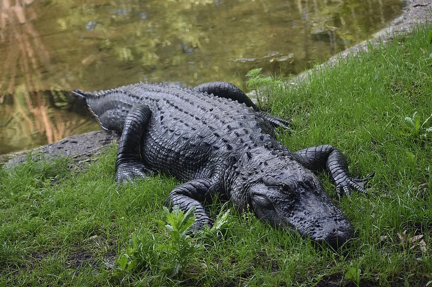 Crocodile, American Aligator, Reptile, Gator, Swamp, Herman Park Zoo, Nature, Wild Animal, Wildlife, Large Beast, Predator