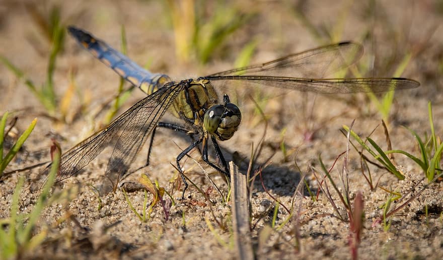 Dragonfly, Insect, Ground, Wings, Nature