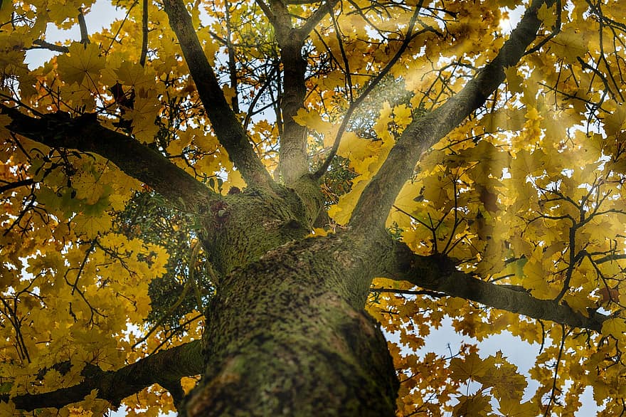 podzim, strom, sluneční paprsek, světlo, listy, javor, javorové listy, žluté listy, podzimní listí, podzimní barvy, podzimní sezónu