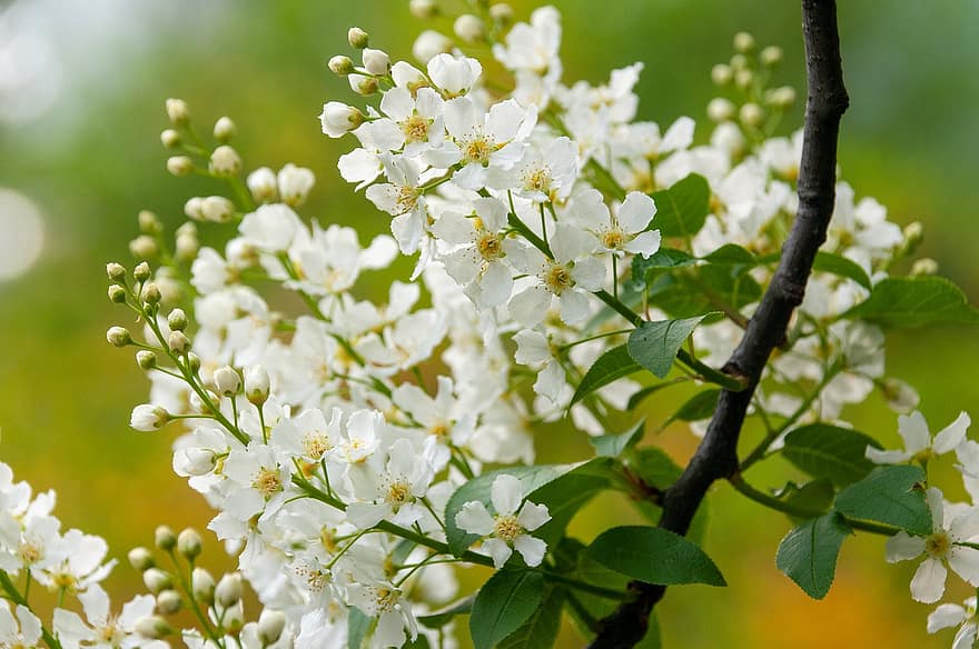 Blossoms, White Flowers, Flowers, Flowering Branch, Tree, Spring, close-up, plant, springtime, leaf, flower