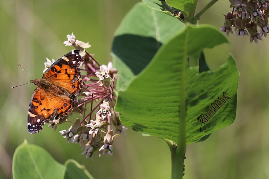 американская леди бабочка, бабочка, цветы, молочай, крылья, гусеница монарха, насекомые, листья, завод, весна, сад