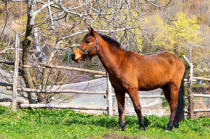cavallo, equino, paddock, recinto, staccionata in legno, cavallo marrone, animale, natura, azienda agricola, campagna, paesaggio